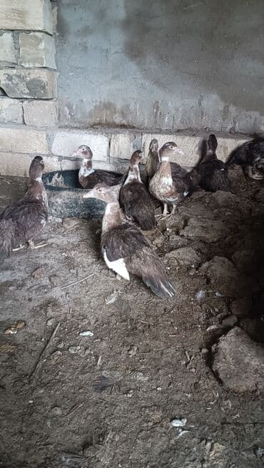 ördək neçə günə bala çıxardır: Satılır: Moskovi ördəkləri (indoutka) - Rəng: tünd qəhvəyi, sinə və — 3