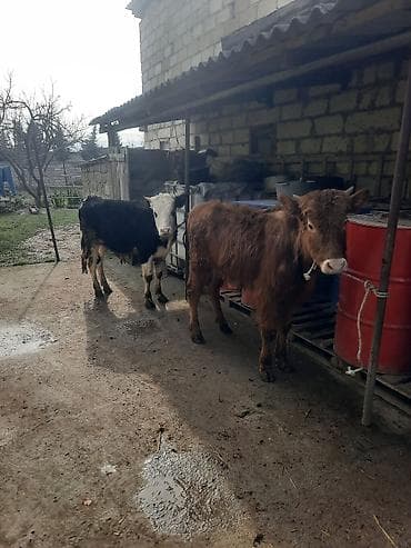 Satılır: 2 baş dana - Qırmızı-qəhvəyi dana: balaca buynuzlu, sıx