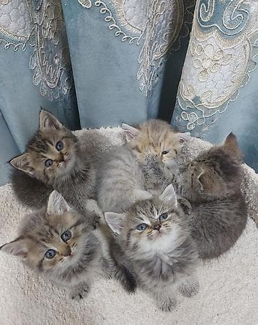 Şinşilla, Erkək, Dişi, Yaxşı əllərə, Ödənişli çatdırılma lalafo.az -da Şinşilla, Erkək, Dişi, Yaxşı əllərə, Ödənişli çatdırılma