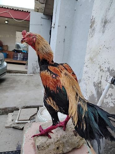 qoyunla barter: Salam heyrati xoruzu satilir yaş yarımlıq heyvandı əsl damazligdi — 1