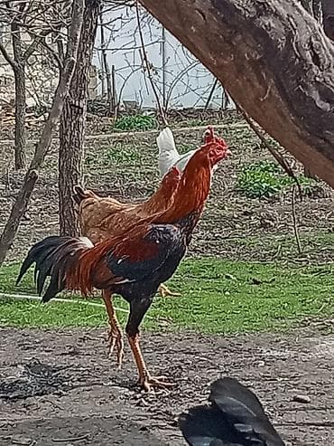 toptan yem satışı: Xoruz, il: 1 — 3