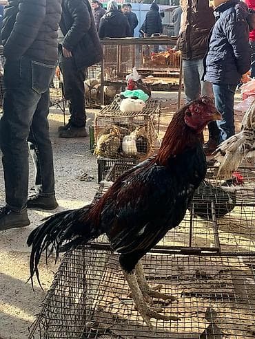 Pişiklər: Mal: Xoruz (iri cins) Təsvir: - Boyu hündür, güclü skeletli, uzun — 2