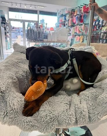 pet pec: Rotveyler, 4 ay — 7