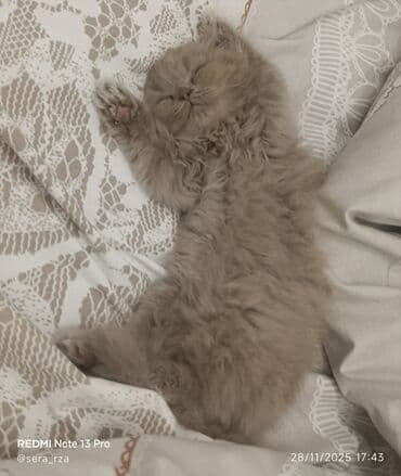 Грызуны: Шотландская длинношерстная, Самка, В добрые руки — 4