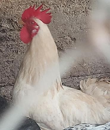 Digər heyvanlar: Qoç toyuq (xoruz) – açıq krem rəngli lələklər, iri qırmızı çanaq və — 1