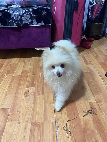 pomeranian mini: Şpitz, 1 ay, Erkek — 2