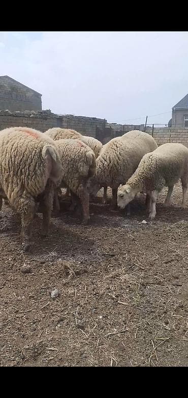erkey quzu: 8 baş quzu. 5 i erkey, 3 ü dişi. kom 3200, diri çəki ilə 10 manat — 2
