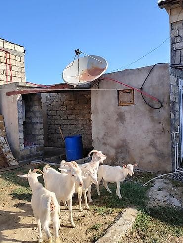 seana kecileri: Dişi, Zanen, il: 1, 60 kq, Damazlıq, Südlük, Pulsuz çatdırılma — 3