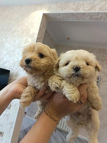 pitbul sekilleri: Pudel, 2 ay, Erkek — 8