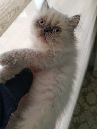 pişiy balası: Fars, Yaxşı əllərə — 2