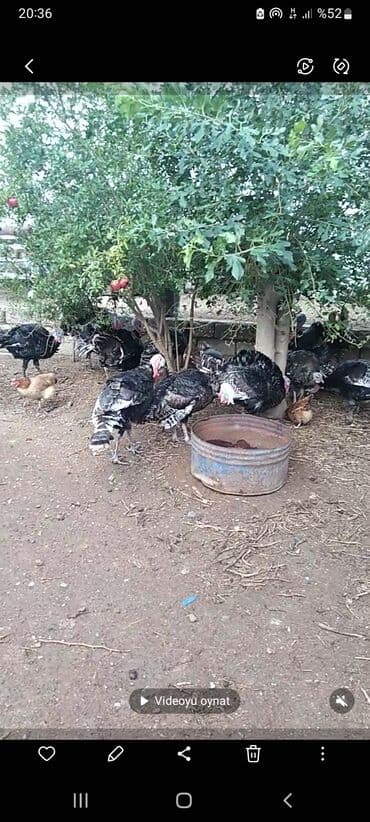 arpa toxumu satışı: Erkək, Damazlıq — 3