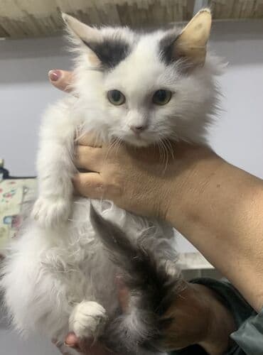 Pişiklər: Yaxşı əllərə — 8