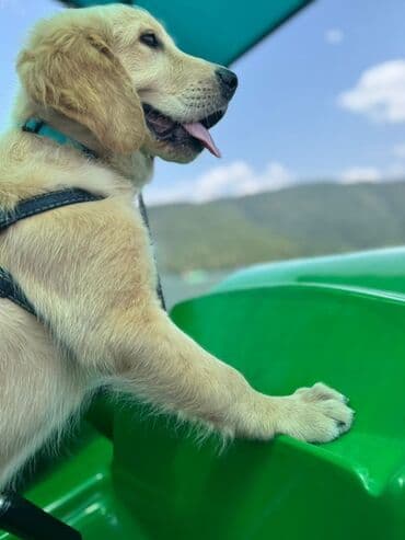 сколько стоит шпиц: Ретривер, 7 месяцев, Самец, С прививками — 1