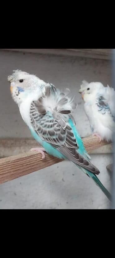 попугай ара цена: Valnisti 10 azn japonic 20 azn sari chex 25 azn shou jumbo 300 azn — 4