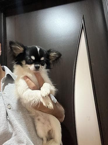 Heyvanlar: Çixuahua, 9 ay, Erkek, Peyvəndli, Ödənişli çatdırılma — 7