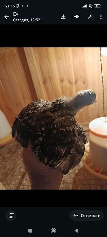 cücəsi: Toyuq cücələri, Damazlıq, Ünvandan götürmə — 3