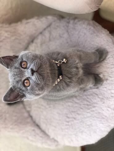 pişik şəkili: Şotland, Dişi, Erkək, Ünvandan götürmə — 32