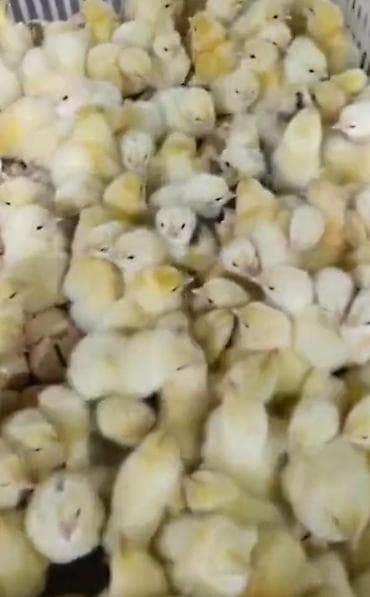 qaz cuceleri: Toyuq cücələri, Ətlik, Pulsuz çatdırılma — 2