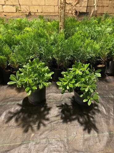 gül toxumları satışı: Dekorativ çöl bitkilərinin satışı və Sifarişlə yetişdirilməsi.Satış — 26