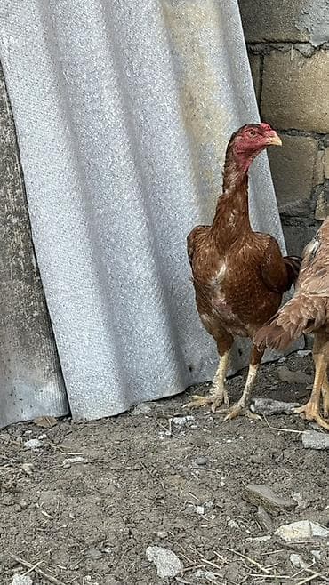 doyuşkən xoruz: Aseel tipli döyüş cinsindən qırmızı-qəhvəyi rəngli toyuq/horozlar — 1