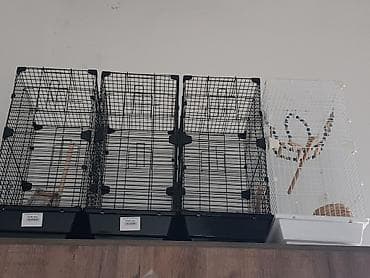 TƏZƏDİR 1İ 50 MANATDIR Quş qəfəsləri – müxtəlif ölçülü və funksional