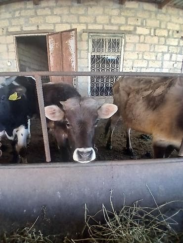 Super kök erkək dana