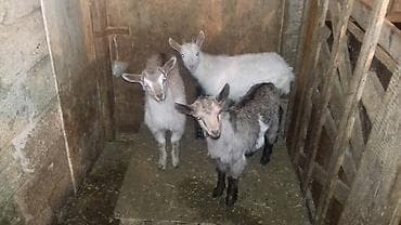 Alpin Saanen melez 2 ayliq oqlaqlar. 2 si disi, 1 i erkek. Qiymet