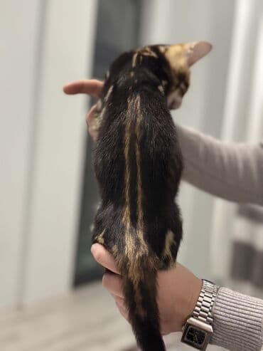 золотая шиншилла баку: Бенгальская — 8