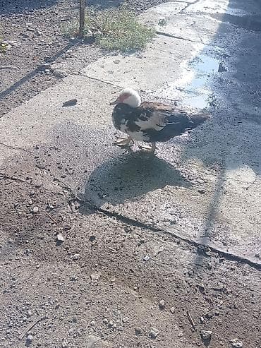 ruan ördəyi: Salam.Lavanda lal ördəkleri satılır,2 erkək 1 dişidi 1 il 3 ayliqdilar — 6