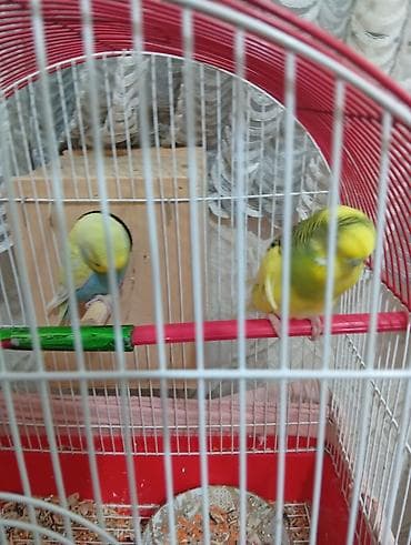 Məhsul: dalğalı tutuquşular və qəfəs dəsti - Növ: dalğalı tutuquşu