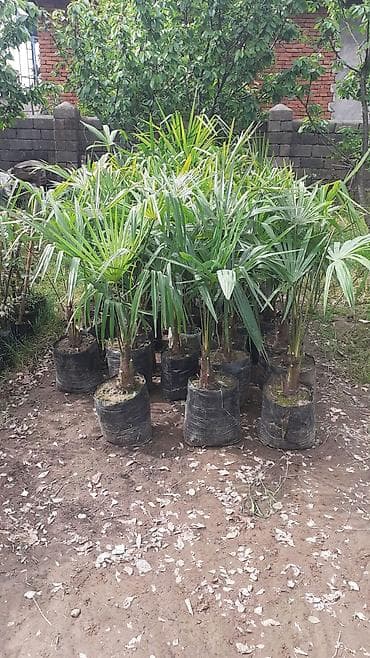mixek gulunun adi: Palma agaclari satilir — 1