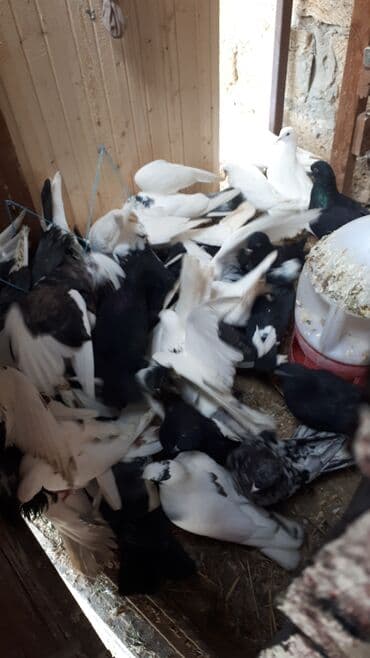 sumqayit goyercin: Məhsul: Ev göyərçinləri (bir neçə rəngdə və növdə) Təsvir: - — 7