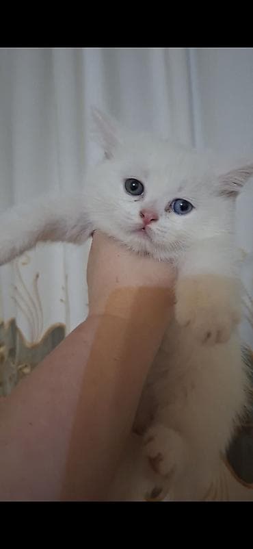 british pişik: Şotland yastı qulaq, Dişi — 8