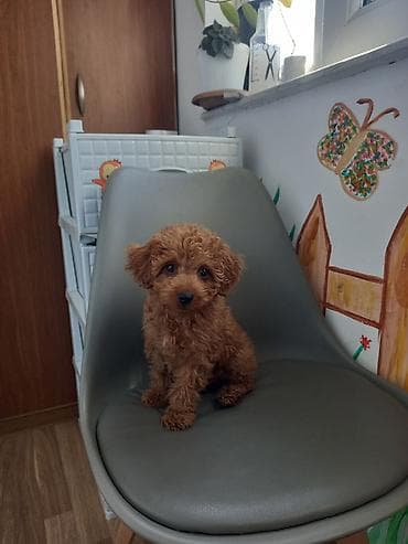 alabay balası: Pudel, 3 ay, Erkek, Sənədli — 1