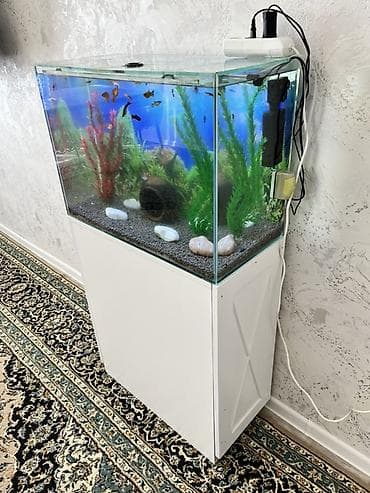 akvarium xırda balığı: Akvaryum komplekti – şkaflı ile bir yerde ve içinde çox sayda balıqlar — 2