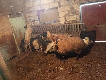 sort keçi: Dişi, il: 1, 20 kq, Damazlıq, Ünvandan götürmə, Ödənişli çatdırılma — 2