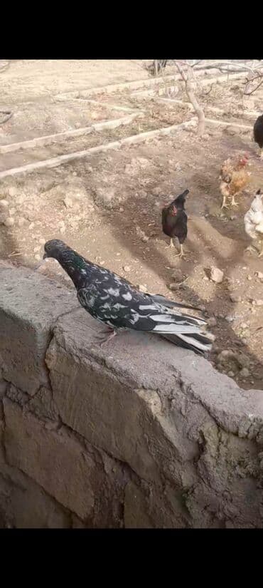 Ebres erkek 20 Azn unvan Qaradag