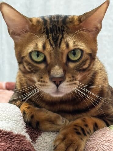 sort pişik: Бенгальская — 1