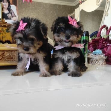 itler bala: Yorkşir teryer — 18