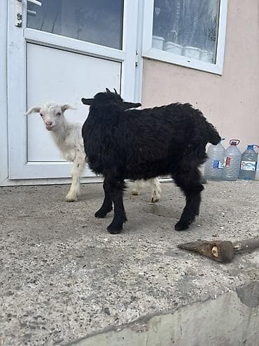 Hinduşkalar: Hələp cinsidə var orjinal saninlərdə var yerri cinslərdə var bir — 6