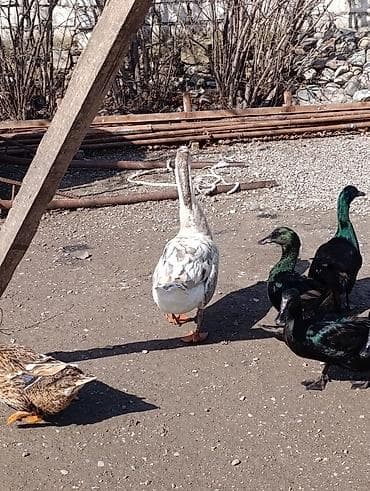 Hinduşkalar: Erkək, | Linda, Damazlıq, Ödənişli çatdırılma — 2