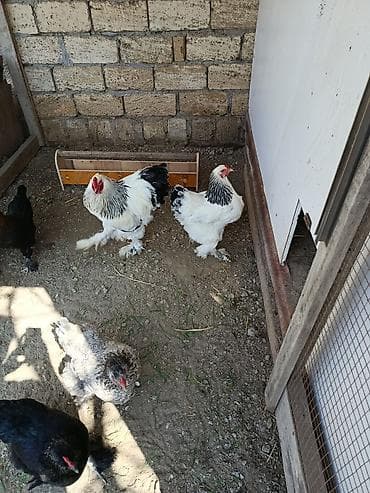 sibrayt toyuqlari: Toyuq, Brama, Damazlıq — 5