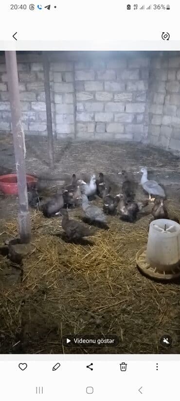 kayuqa ordek: Krasnadar və lavanda cinsi lal ördəklər satılır.3,5 — 1