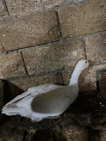 Yerli qazlar satılır 4 aylıqdılar cütü 40 azn lalafo.az -da Yerli qazlar satılır 4 aylıqdılar cütü 40 azn
