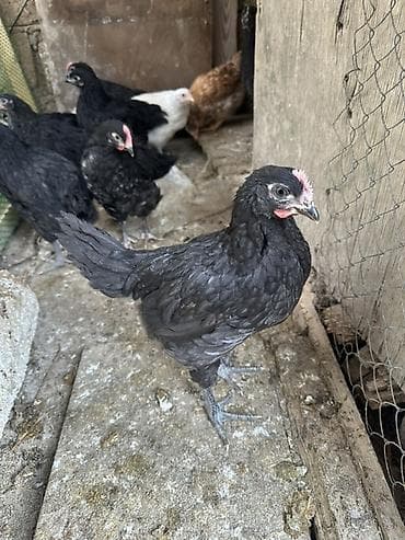 Toyuq, Australorp, Damazlıq