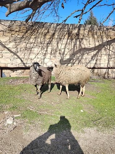 Другие с/х животные: Birinci qarına doğub qoyun özüde boğazdi heyvan şüvelandadi Təsvir: - — 3