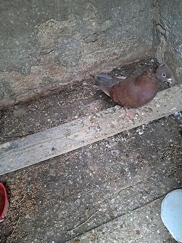 goyercin sumqayit: Qəhvəyi rəngli dekorativ göyərçin - Növ: dekorativ/reksion tipli — 3