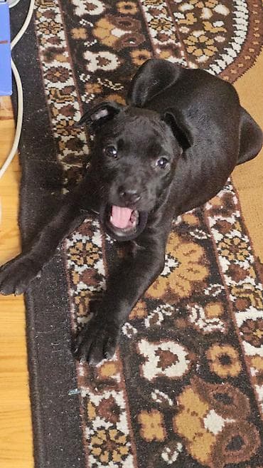 it agizligi: 2 ay, Dişi, Ünvandan götürmə — 3