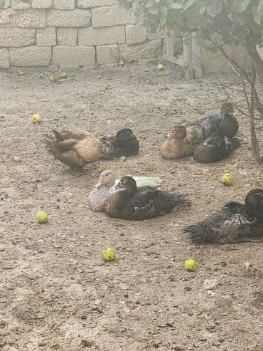 hələb keçisi haqqında məlumat: Lal ördəklər satılır ağır çəki yığan cinslərdir təmiz krasnadar macar — 5
