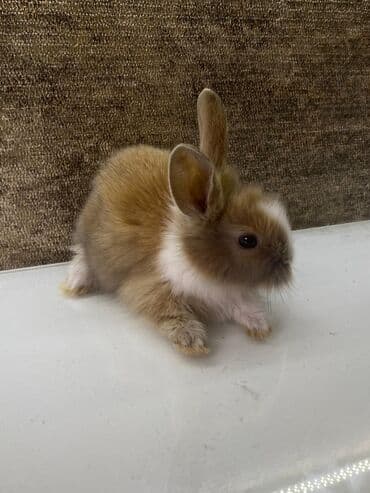 dovsan qefesi: Ev üçün dekorativ dovşan balası - Növ: dekorativ ev dovşanı (mini) - — 1